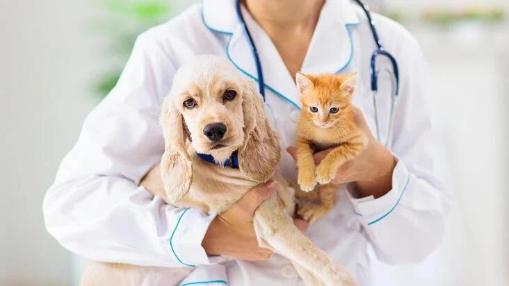 همه چیز درباره بیمه درمانی حیوانات خانگی